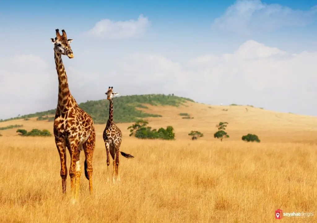 Kenya, Masai Mara Ulusal Alan