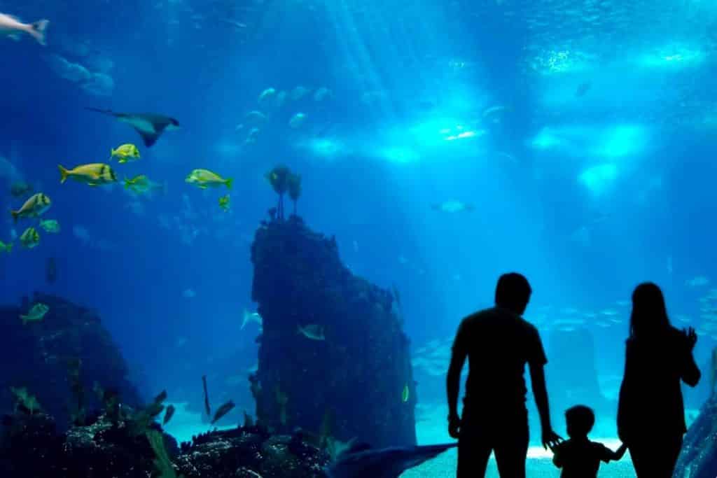 Aqua Vega Akvaryum Ankara Gezilecek Yerler