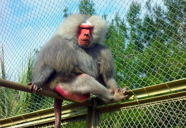 Antalya Hayvanat Bahçesi Maymun