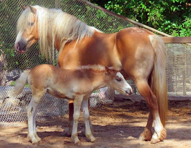 Antalya Hayvanat Bahçesi Atlar