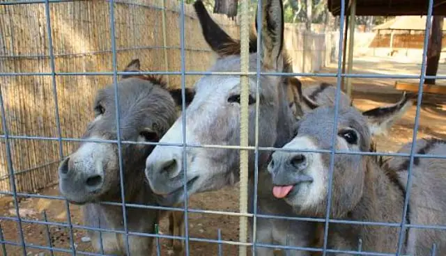 Antalya-Zoo