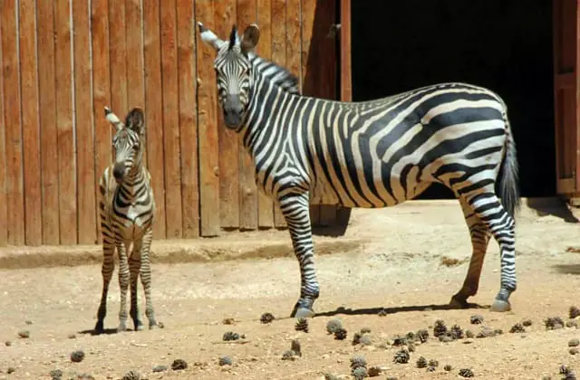 Gaziantep Hayvanat Bahçesi Zebra