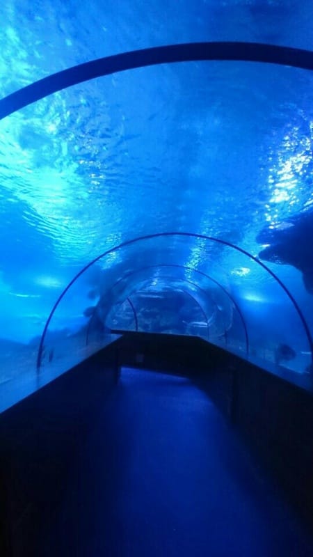 Aqua Vega Akvaryum Tünel