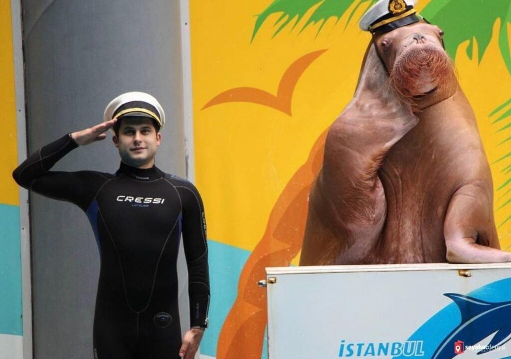 İstanbul Dolphinarium Mors