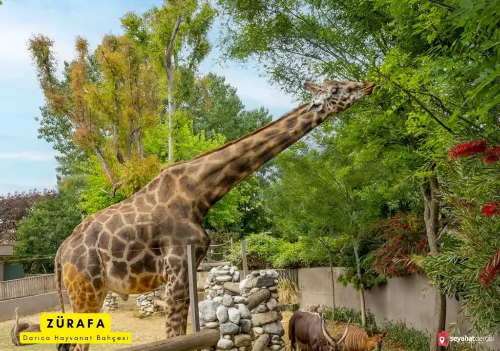 Darıca Hayvanat Bahçesi Zürafa