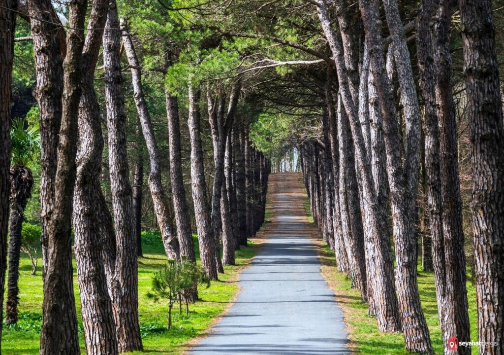 Atatürk Arboretumu Ağaç Tünel