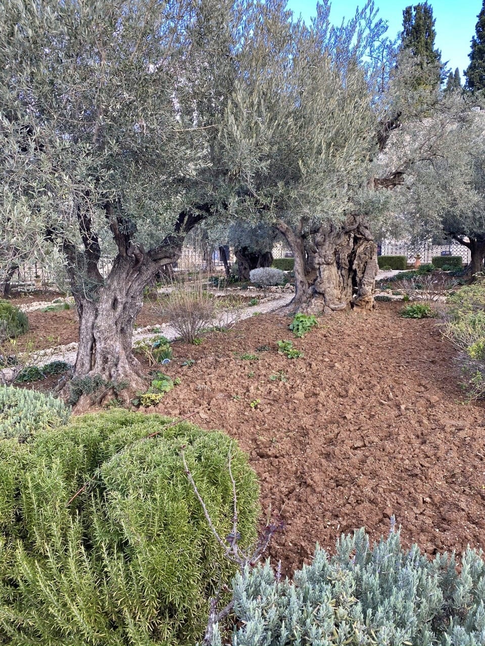 Kudüs Getsemani Bahçeleri
