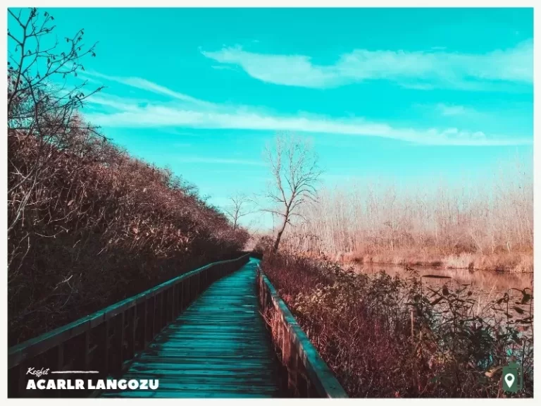 Acarlar Longozu
