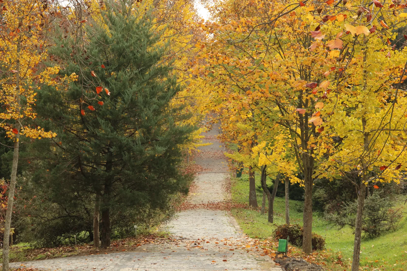 Atatürk Arboretumu
