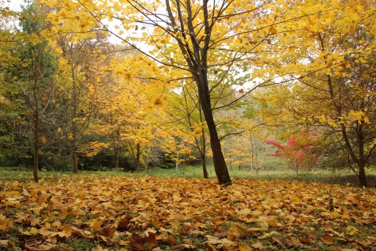 Atatürk Arboretumu