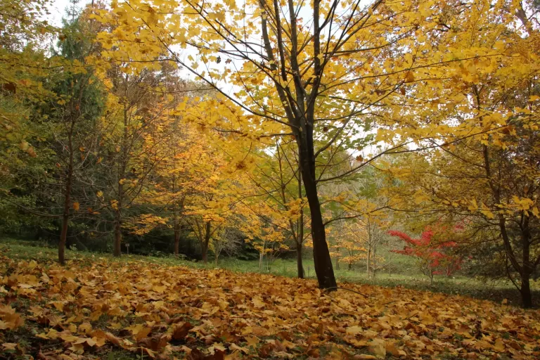 Atatürk Arboretumu