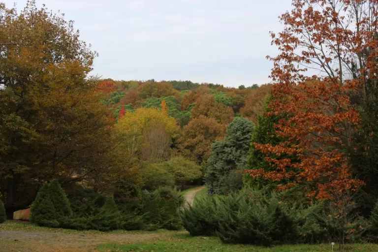 Atatürk Arboretumu