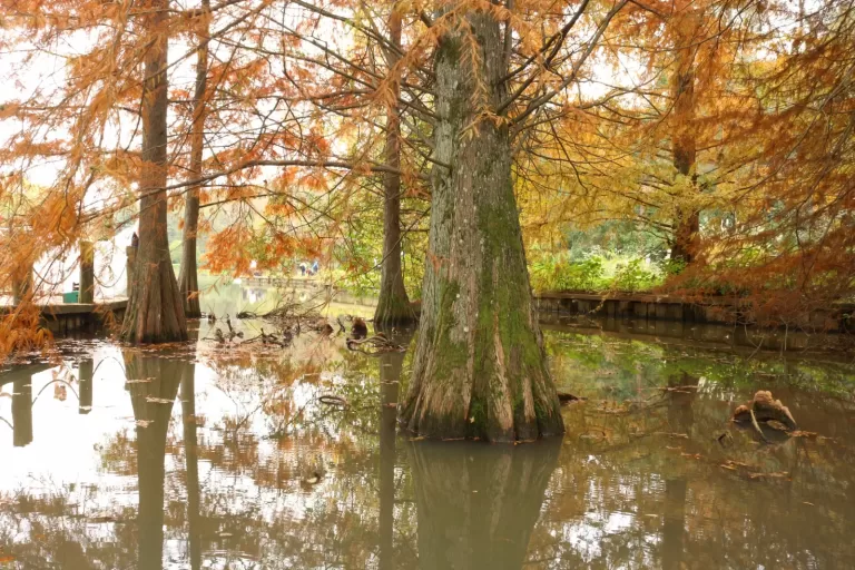 Atatürk Arboretumu