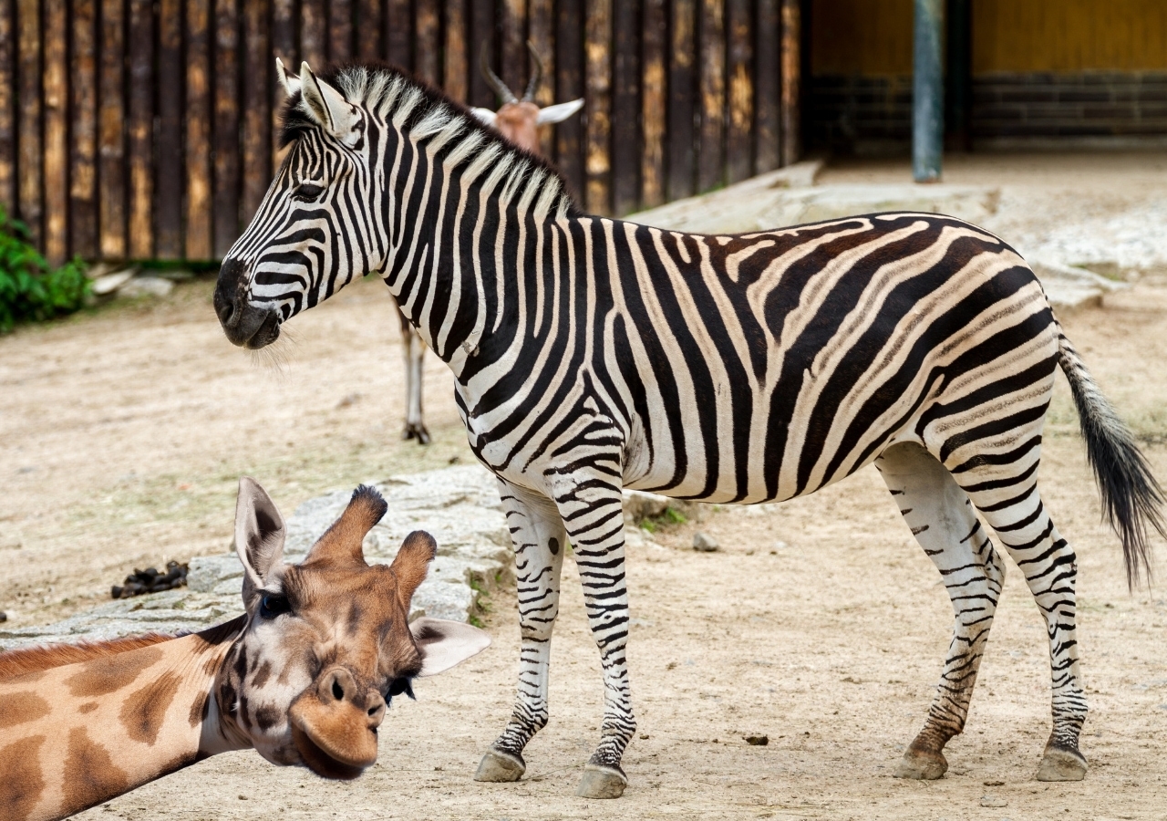 Polonezköy Zoo Hayvanat Bahçesi