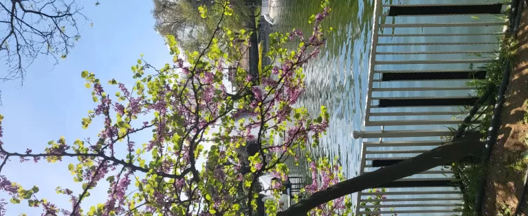 Yıldız Parkı Korusu