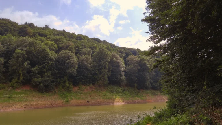 Belgrad Ormanı