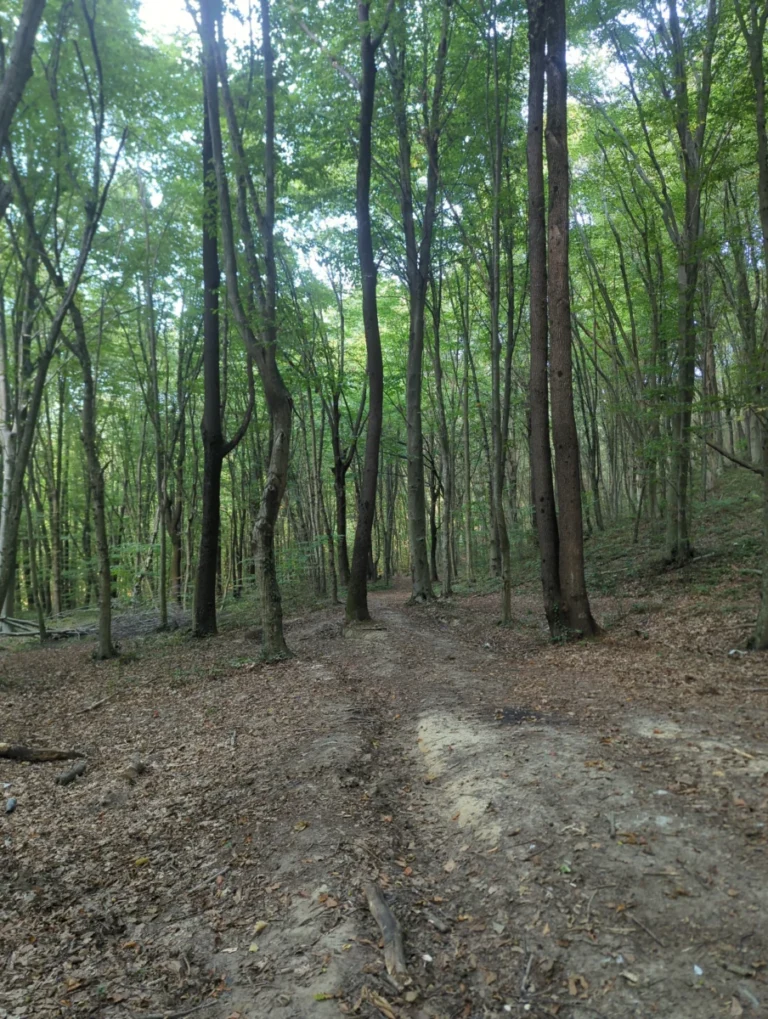 Belgrad Ormanı