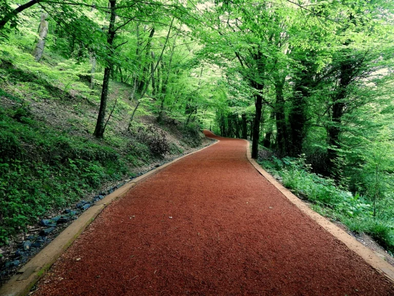 Belgrad Ormanı