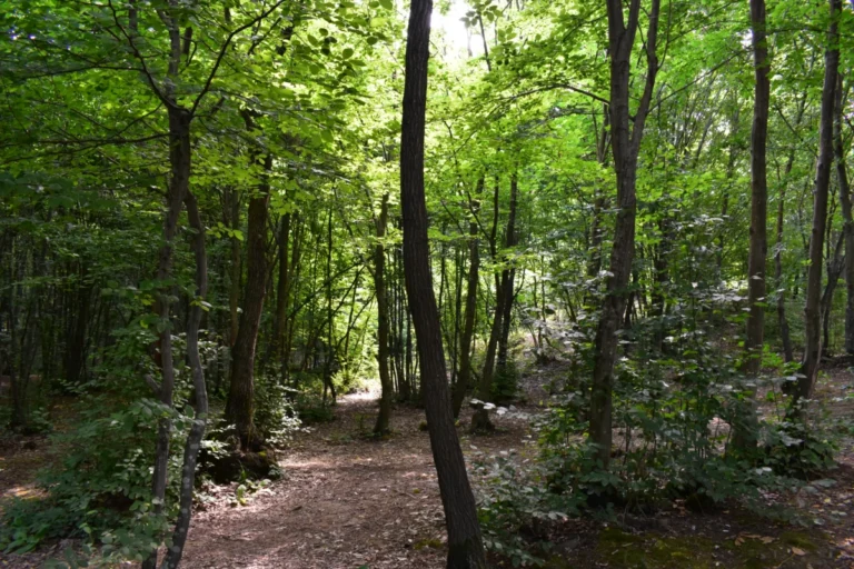 Göktürk Göleti Tabiat Parkı